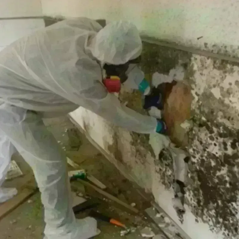 Mold Remediation and Removal in Granite, OK